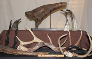 Horns and Antlers