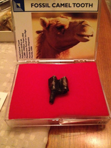 Camel Tooth