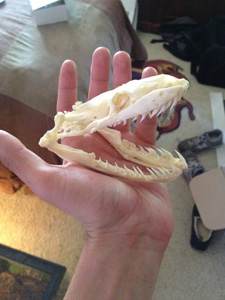 Python Skull