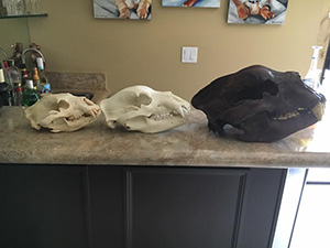Bear Skulls (right to left black bear, grizzly bear, short-fced bear)
