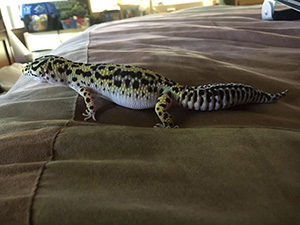 Lita the Leopard gecko